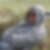 Profilbild von Rolf Murza