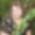 Profilbild von Veronika Pfeifer