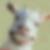 Profilbild von Alice Gumpertz