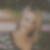 Profilbild von Susanne Schülke