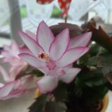 Profilfoto von Gisela Böttcher