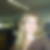 Profilbild von Sylvia Civale