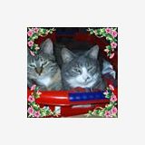 Profilfoto von Heike Oppitz