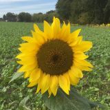 Profilfoto von Christa Kattenbeck