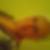 Profilbild von Jennifer Leppersjohann