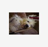 Profilfoto von Iris Ruecker