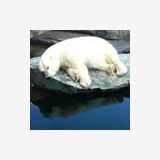 Profilfoto von Sarah Zapilko