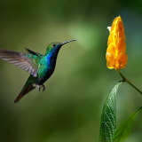 Profilfoto von Karoline Sonnleitner