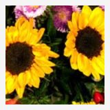 Profilfoto von Bettina Sonnabend