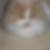 Profilbild von Frank-Hans Timmer