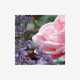 Profilfoto von Sybille May