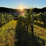 Profilfoto von Petra Banjavcic