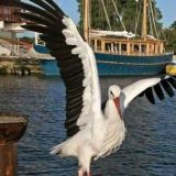 Profilfoto von Monika Kelpin