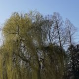 Profilfoto von Sylvie Fleischer